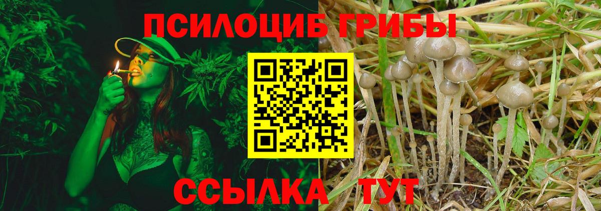 Псилоцибиновые грибы мицелий Отрадный